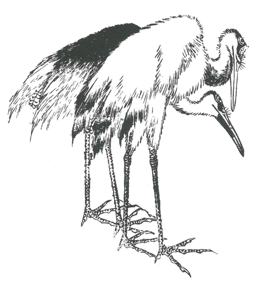 北斎が描いた鷺