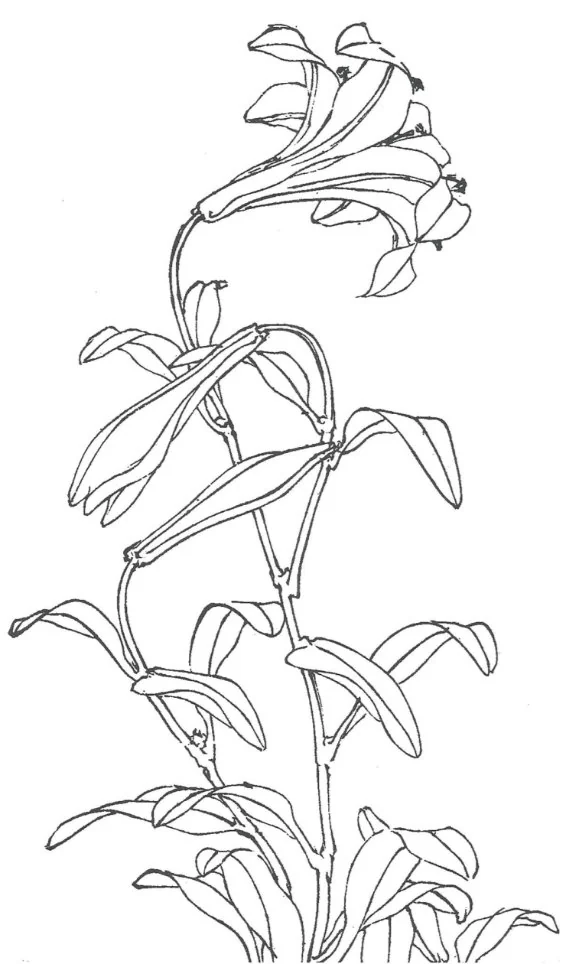 北斎が描いた百合