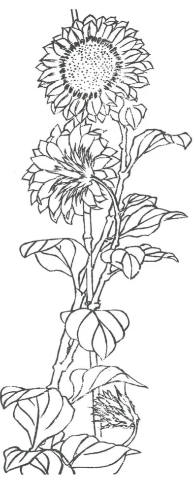 北斎が描いた向日葵
